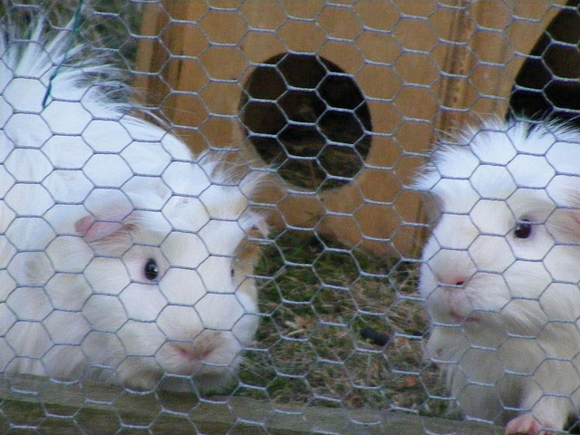 Wo sollte ich ein Meerschweinchen kaufen?