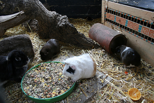 Meerschweinchen im Gehege beim Spielen und Fressen