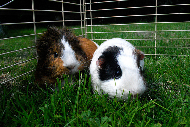 2 Meerschweinchen im Außengehege im Grünen