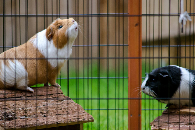 2 Meerschweinchen im Gehege