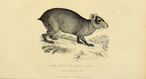 Eine Zeichnung eines Vorfahrens heutiger Meerschweinchen