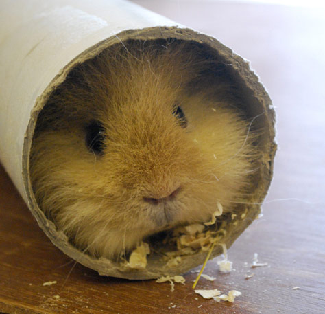 Meerschweinchen in einer Papprolle