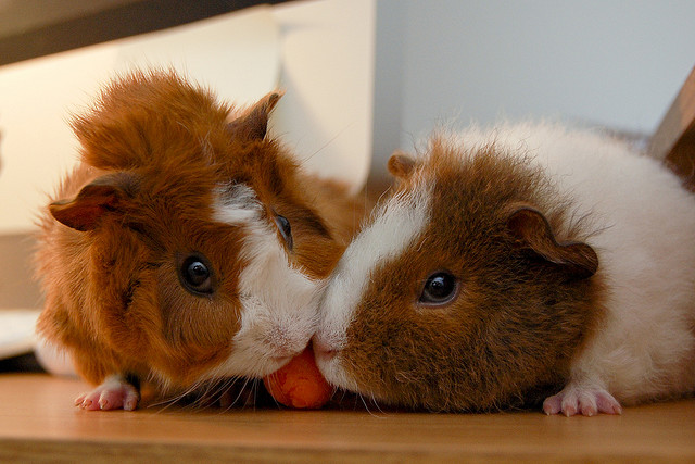 Fütterung einiger Meerschweinchen