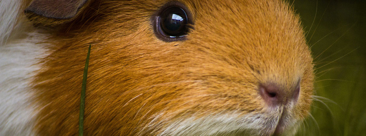 Meerschweinchenkopf