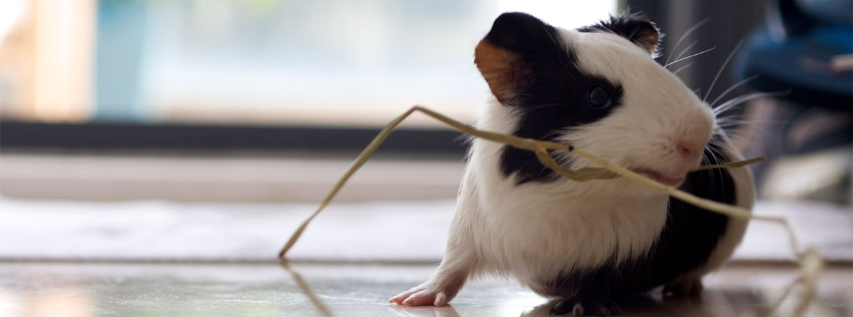 Meerschweinchen mit Stroh im Maul